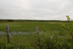 wetlands-286